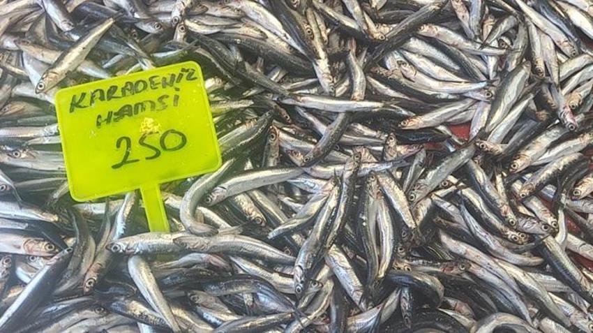 Muğla'da sezonun ilk hamsisi tezgahta! Fiyatı dudak uçuklattı!