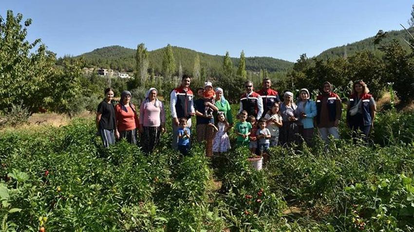 Aydın'da TAKE Projesi üreticiyi sevindirdi! 60 bin turşuluk biber fidesi hasat edildi!