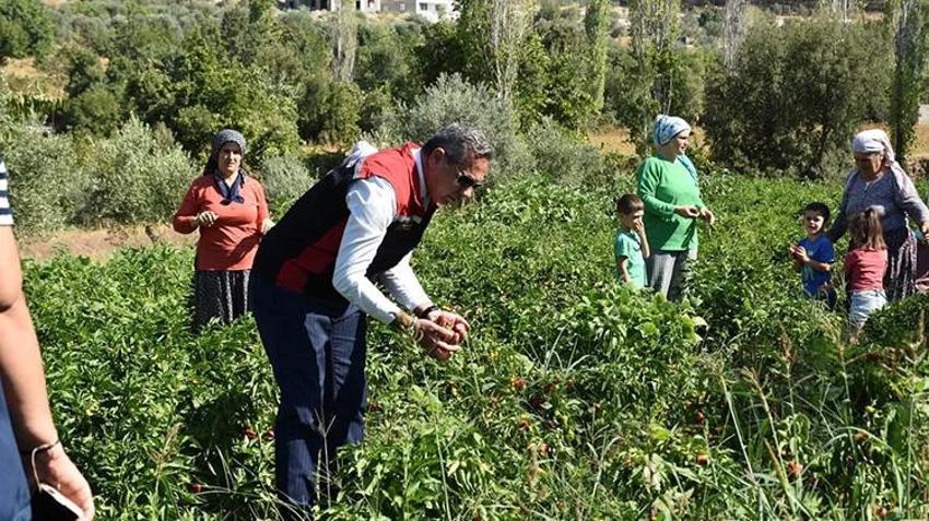 Aydın'da TAKE Projesi üreticiyi sevindirdi! 60 bin turşuluk biber fidesi hasat edildi!