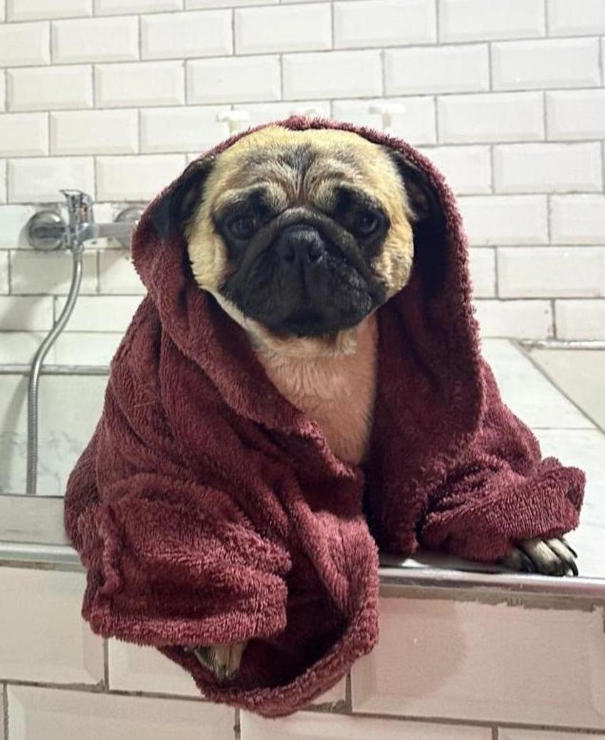 Adana'da gündem olay: Sağ salim bıraktığı köpeğini ölü buldu! Sahibi 'ihmal var' diyerek suç duyurusunda bulundu