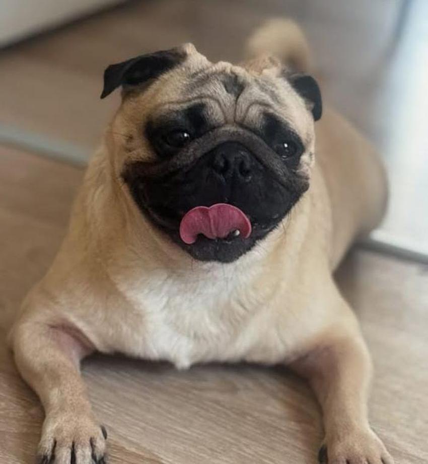 Adana'da gündem olay: Sağ salim bıraktığı köpeğini ölü buldu! Sahibi 'ihmal var' diyerek suç duyurusunda bulundu