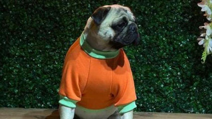 Adana'da gündem olay: Sağ salim bıraktığı köpeğini ölü buldu! Sahibi 'ihmal var' diyerek suç duyurusunda bulundu