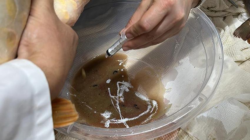 Isparta alarma geçti! 300 bin tanesi aynı anda doğaya salınacak