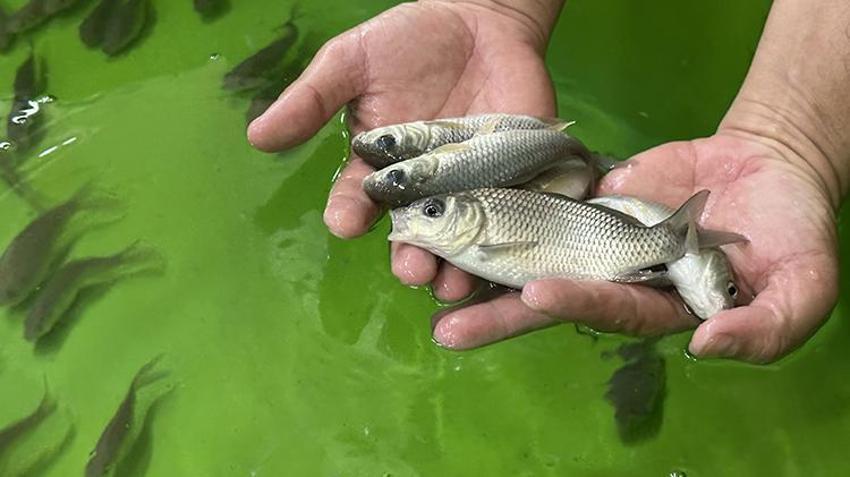 Isparta alarma geçti! 300 bin tanesi aynı anda doğaya salınacak