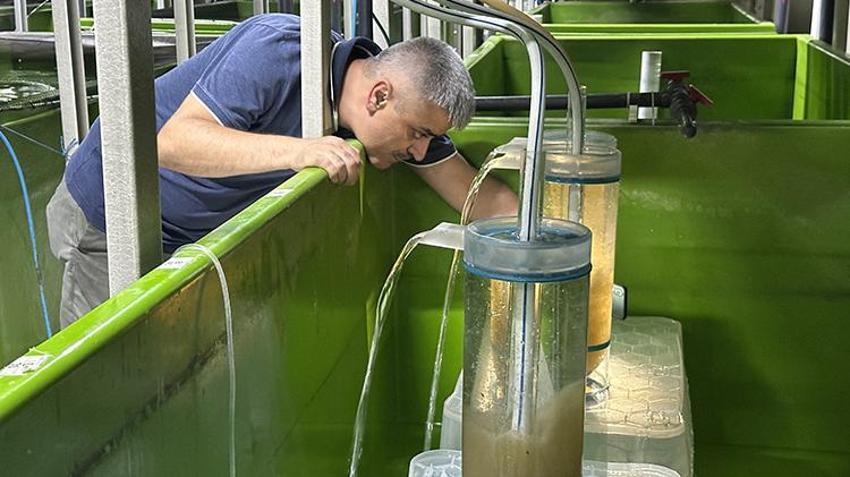 Isparta alarma geçti! 300 bin tanesi aynı anda doğaya salınacak