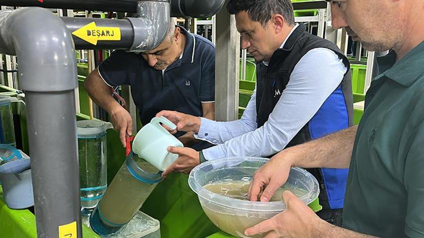 Isparta alarma geçti! 300 bin tanesi aynı anda doğaya salınacak