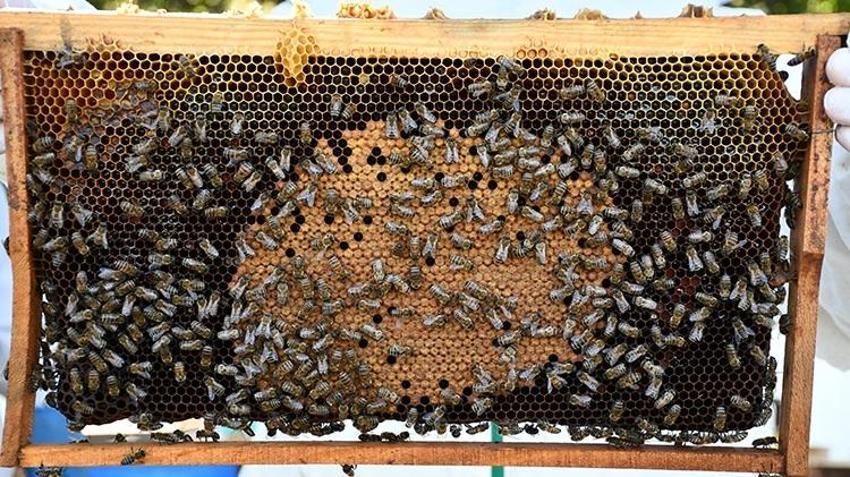 1.800 rakımda özel yapılıyor! 50 taneyle başladı, üretim 220 tona çıktı: Birçok il sıraya girdi