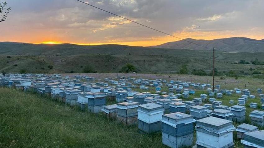 Doğu Karadeniz'de verim düştü! Köylüler kara kara düşünüyor: Ciddi kayıplar yaşadık