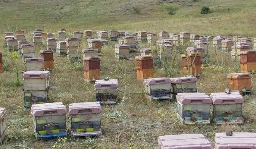 Doğu Karadeniz'de verim düştü! Köylüler kara kara düşünüyor: Ciddi kayıplar yaşadık