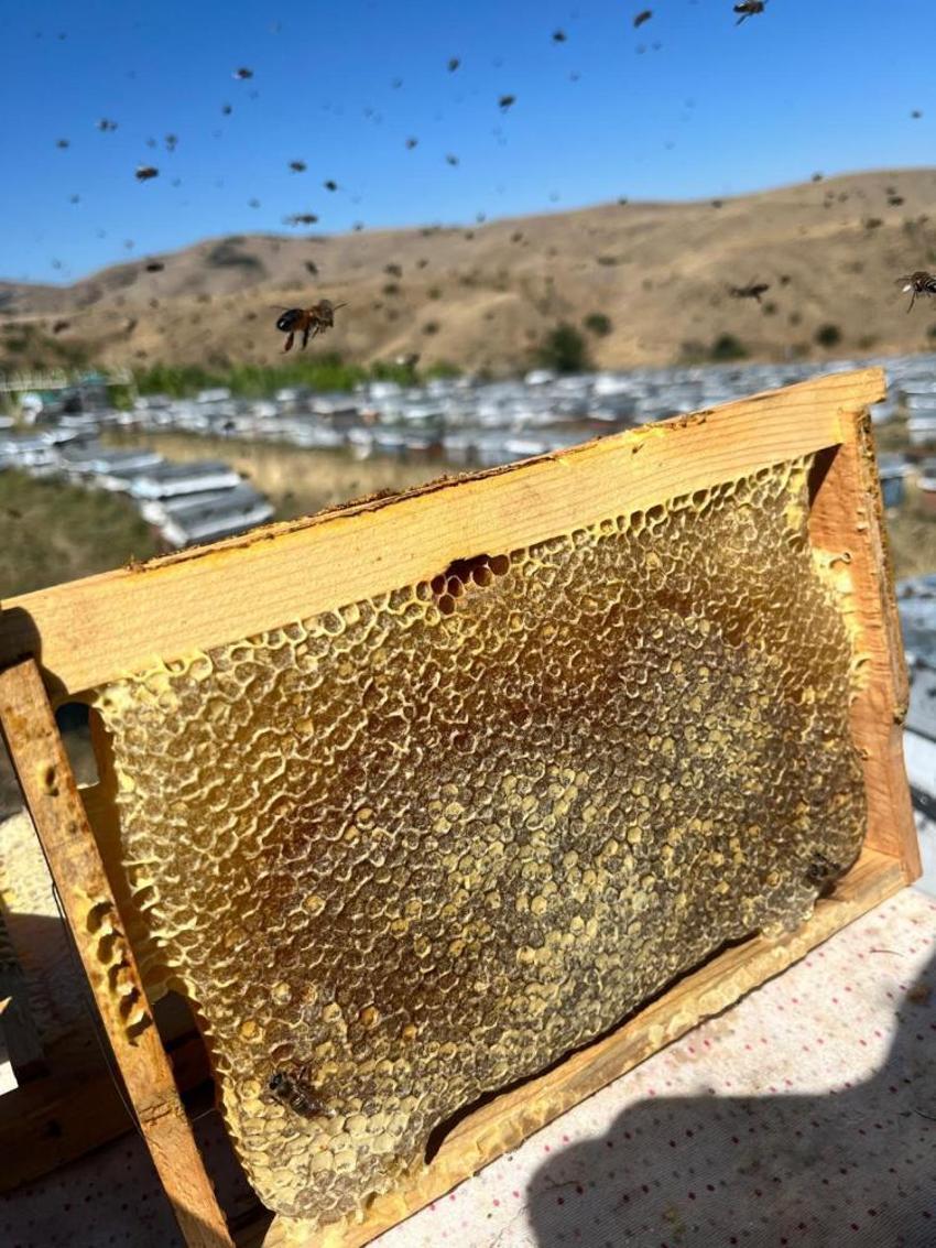 Doğu Karadeniz'de verim düştü! Köylüler kara kara düşünüyor: Ciddi kayıplar yaşadık