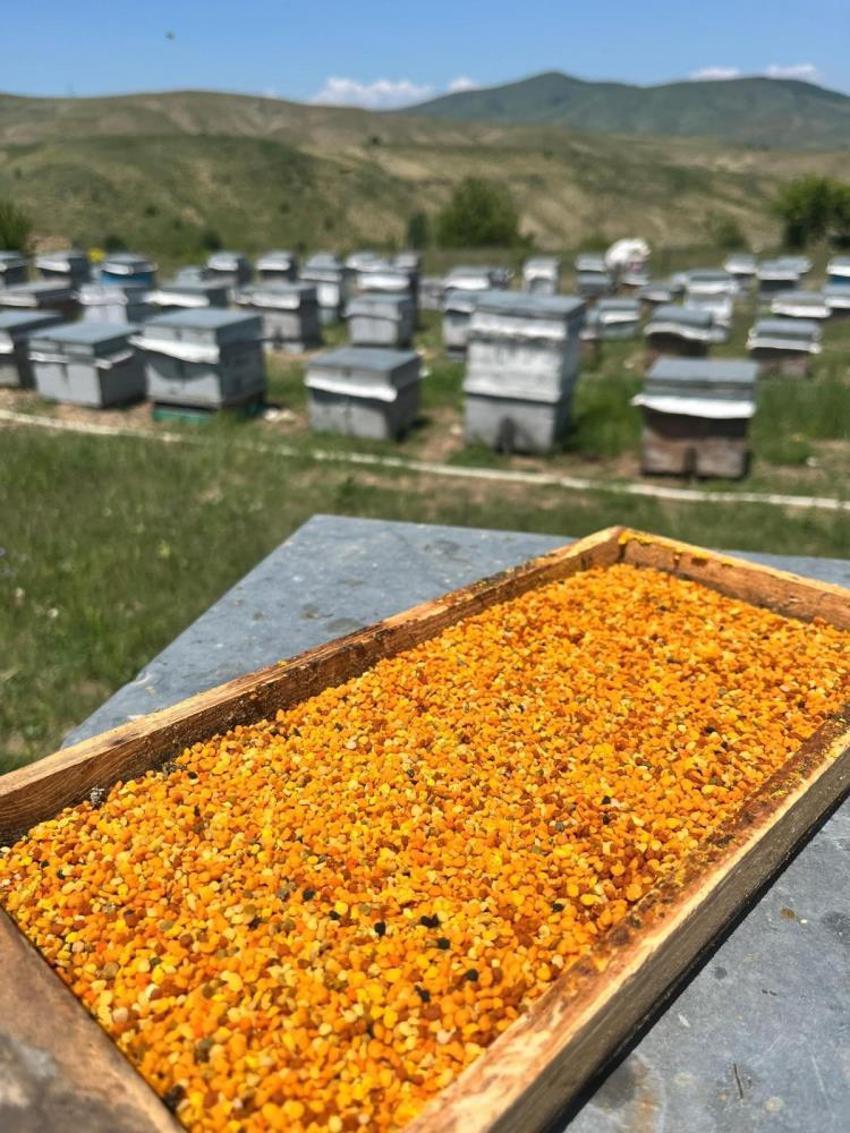 Doğu Karadeniz'de verim düştü! Köylüler kara kara düşünüyor: Ciddi kayıplar yaşadık