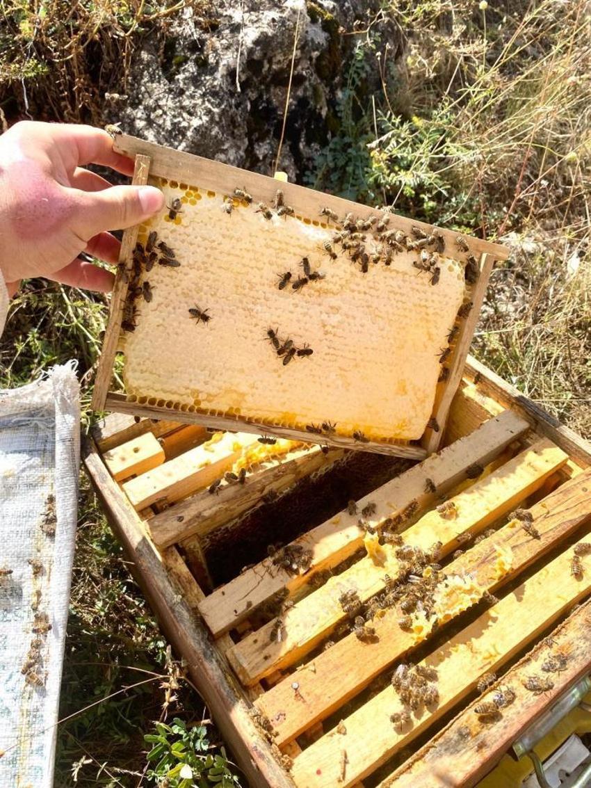 Doğu Karadeniz'de verim düştü! Köylüler kara kara düşünüyor: Ciddi kayıplar yaşadık
