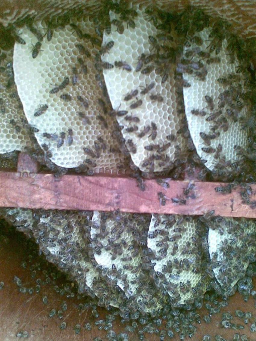 Doğu Karadeniz'de verim düştü! Köylüler kara kara düşünüyor: Ciddi kayıplar yaşadık