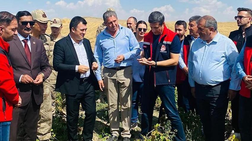 Ağrı'da fasulye hasadı başladı! Ekim alanları genişledi, verim arttı