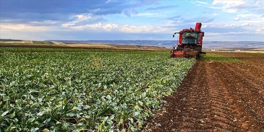 Konya’da çiftçinin yeni kabusu! Hızla yayılıyor
