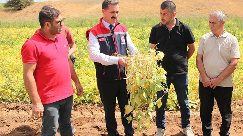 Türkiye’de 4. sırada! Bitlis'te hasat bereketli başladı