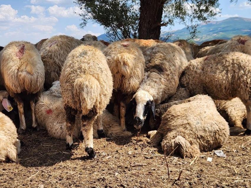 Çobanlar çıldırdı! İstedikleri maaşı kimse ödeyemiyor: 'Tütününden kıyafetine kadar her şeyi biz karşılıyoruz'