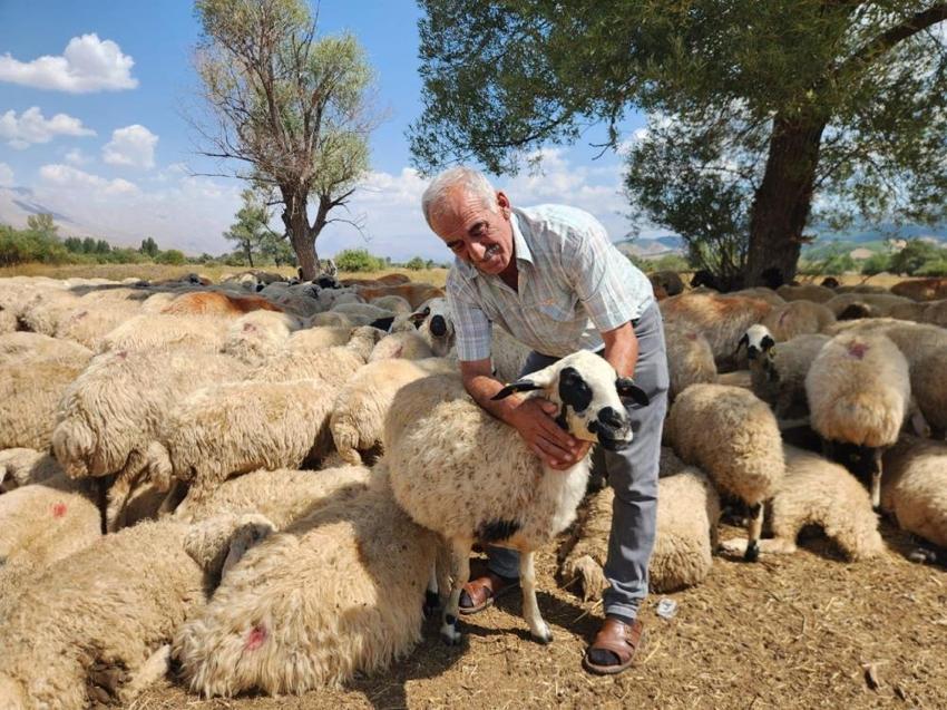 Çobanlar çıldırdı! İstedikleri maaşı kimse ödeyemiyor: 'Tütününden kıyafetine kadar her şeyi biz karşılıyoruz'