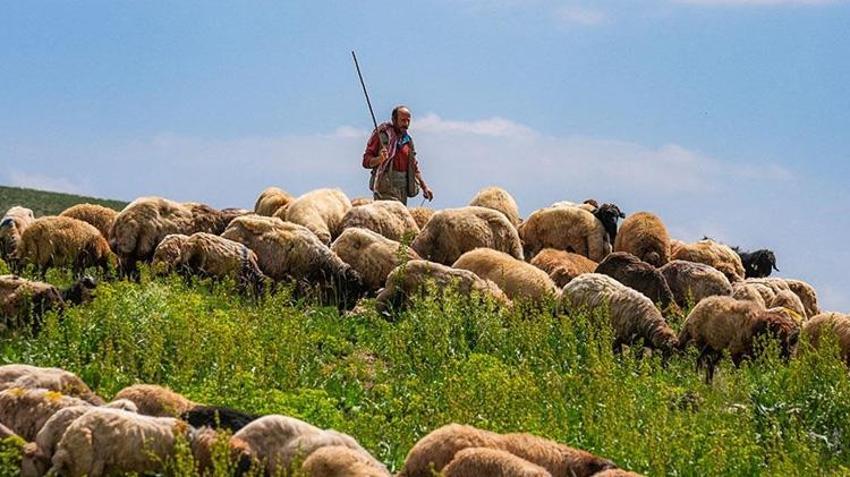 Çobanlar çıldırdı! İstedikleri maaşı kimse ödeyemiyor: 'Tütününden kıyafetine kadar her şeyi biz karşılıyoruz'