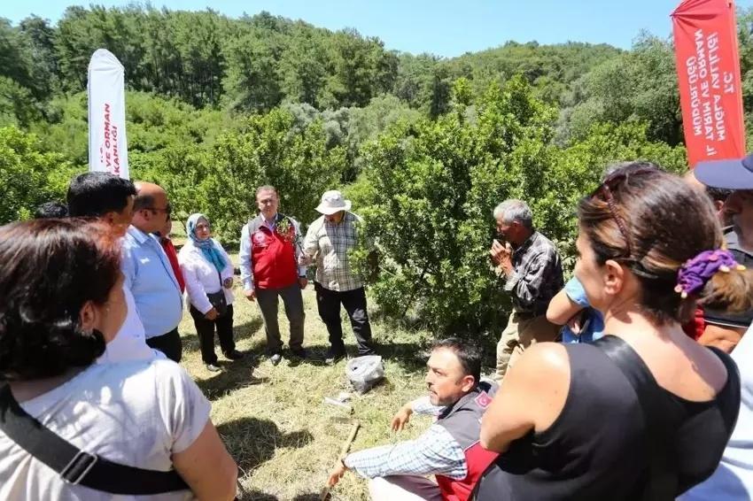 Muğla'da her ağaç 20 bin TL gelir getiriyor! 3 kez hasat yapılıyor: Kilosu servet değerinde...