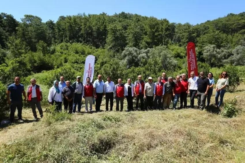 Muğla'da her ağaç 20 bin TL gelir getiriyor! 3 kez hasat yapılıyor: Kilosu servet değerinde...