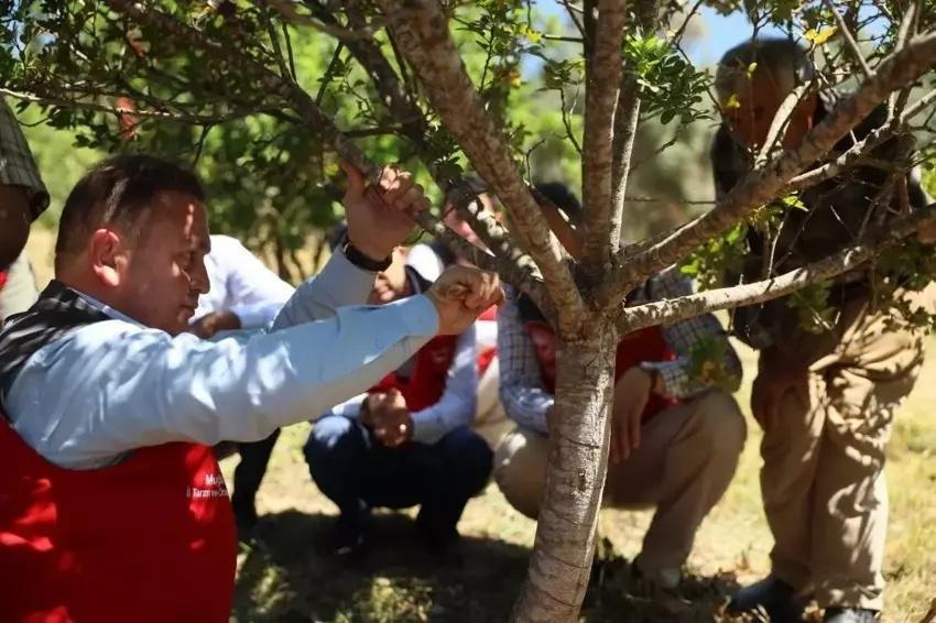 Muğla'da her ağaç 20 bin TL gelir getiriyor! 3 kez hasat yapılıyor: Kilosu servet değerinde...