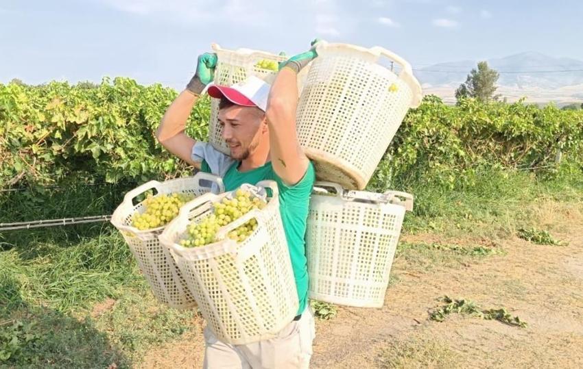 Üzüm hasadı devam ediyor! Bağların Herkül'ü tarlada rekor kırdı