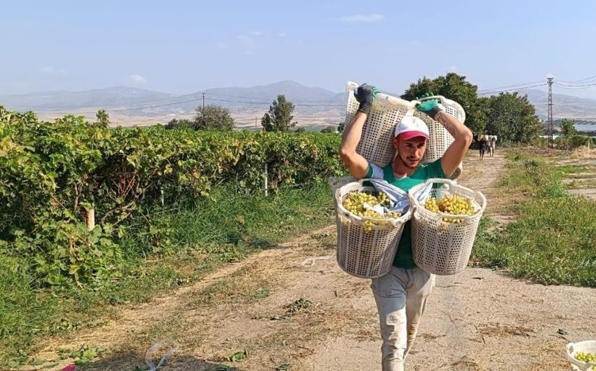 Üzüm hasadı devam ediyor! Bağların Herkül'ü tarlada rekor kırdı