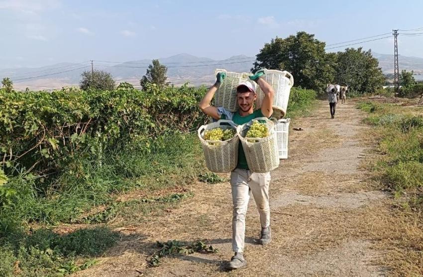 Üzüm hasadı devam ediyor! Bağların Herkül'ü tarlada rekor kırdı