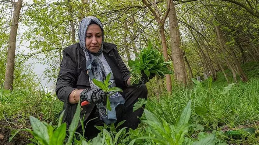 Diyarbakır'da herkes oraya koştu! Şifalı deyince sepet sepet topladılar!