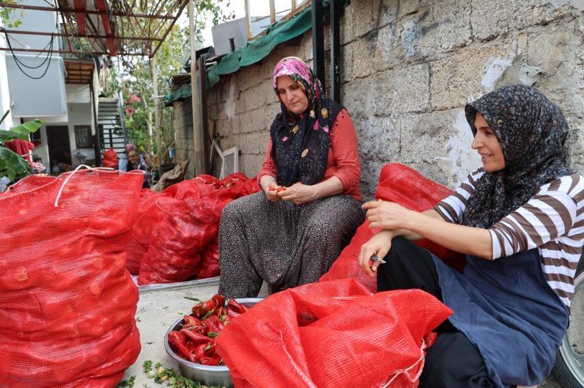 Adana'da damlar renklendi! Mesai başladı: Güneşte pişirip kışlık yapıyorlar