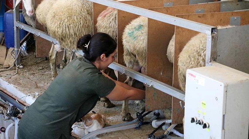 Antalyalı genç girişimci baba evini arkasında bırakıp Afyonkarahisar'da iş kurdu! Kısa sürede sermayesini ikiye katladı