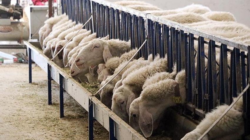 Antalyalı genç girişimci baba evini arkasında bırakıp Afyonkarahisar'da iş kurdu! Kısa sürede sermayesini ikiye katladı