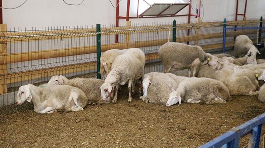 Antalyalı genç girişimci baba evini arkasında bırakıp Afyonkarahisar'da iş kurdu! Kısa sürede sermayesini ikiye katladı