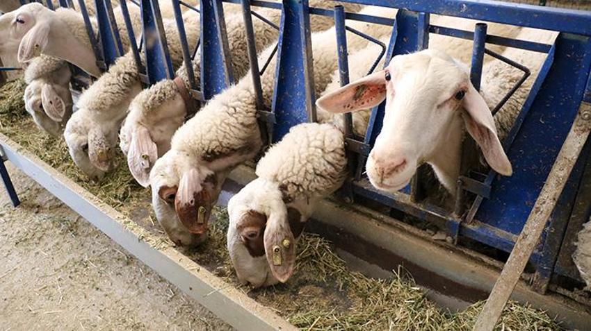 Antalyalı genç girişimci baba evini arkasında bırakıp Afyonkarahisar'da iş kurdu! Kısa sürede sermayesini ikiye katladı