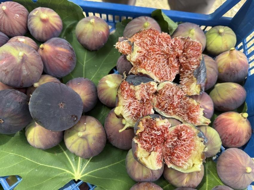 Hasat gecikti verim azaldı: Antalya'da 800 rakımda 4 ton ancak yetişti