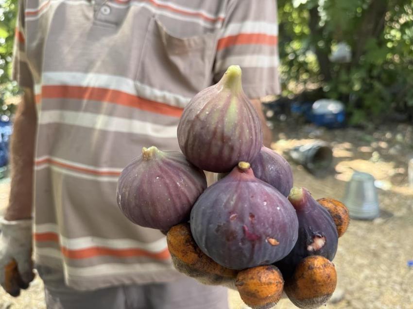 Hasat gecikti verim azaldı: Antalya'da 800 rakımda 4 ton ancak yetişti