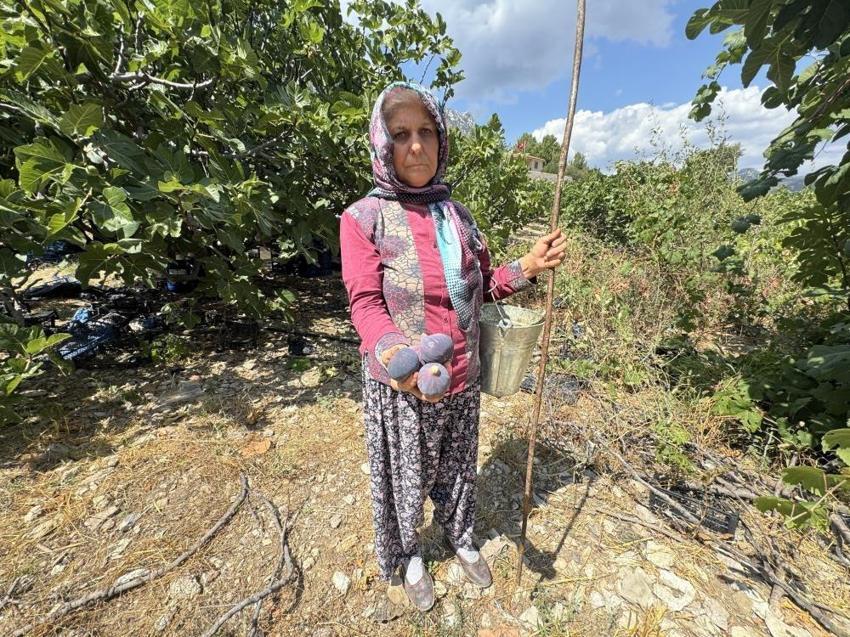 Hasat gecikti verim azaldı: Antalya'da 800 rakımda 4 ton ancak yetişti