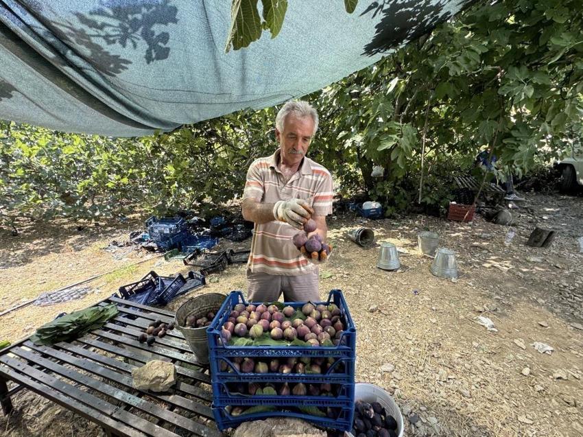 Hasat gecikti verim azaldı: Antalya'da 800 rakımda 4 ton ancak yetişti
