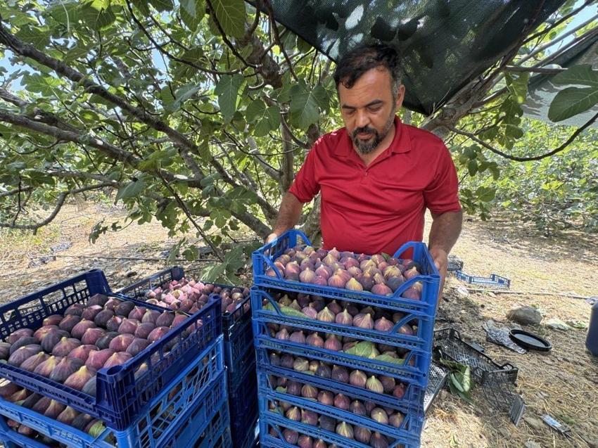 Hasat gecikti verim azaldı: Antalya'da 800 rakımda 4 ton ancak yetişti