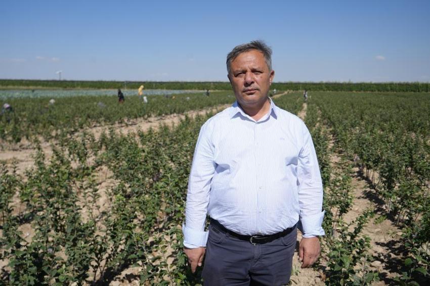 Rekolte yüzde 95 düştü! Niğde'de ihracatta sorun çıktı