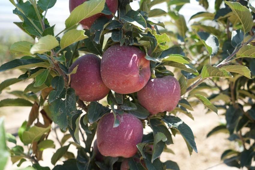 Rekolte yüzde 95 düştü! Niğde'de ihracatta sorun çıktı