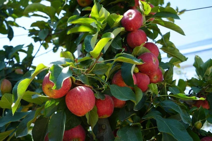 Rekolte yüzde 95 düştü! Niğde'de ihracatta sorun çıktı