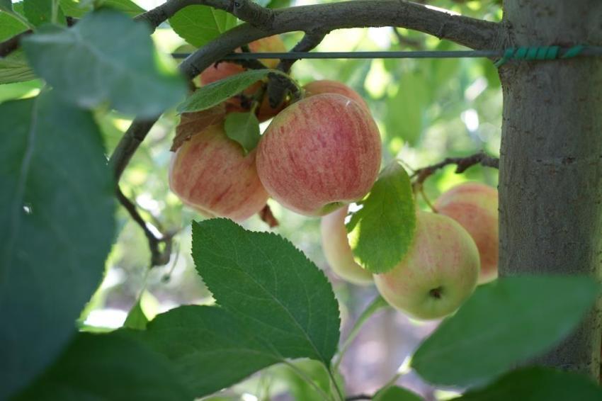 Rekolte yüzde 95 düştü! Niğde'de ihracatta sorun çıktı