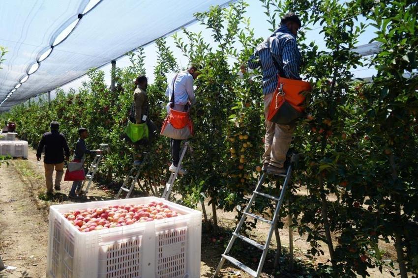 Rekolte yüzde 95 düştü! Niğde'de ihracatta sorun çıktı