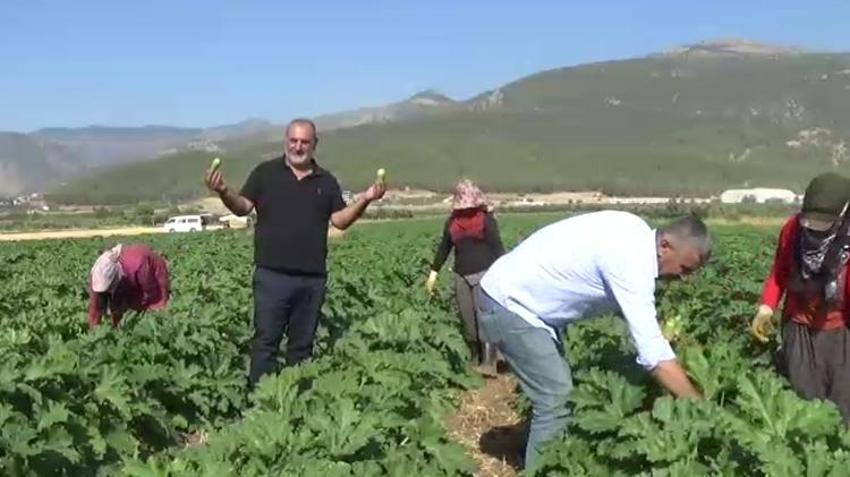Gaziantep'te buğday hasadından sonra boş kalan tarlalarda bir ilk gerçekleşti! Alternatif ürün ekildi Almanya'ya satılacak