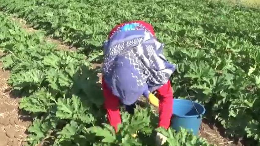 Gaziantep'te buğday hasadından sonra boş kalan tarlalarda bir ilk gerçekleşti! Alternatif ürün ekildi Almanya'ya satılacak