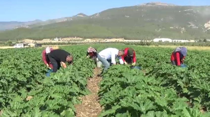 Gaziantep'te buğday hasadından sonra boş kalan tarlalarda bir ilk gerçekleşti! Alternatif ürün ekildi Almanya'ya satılacak