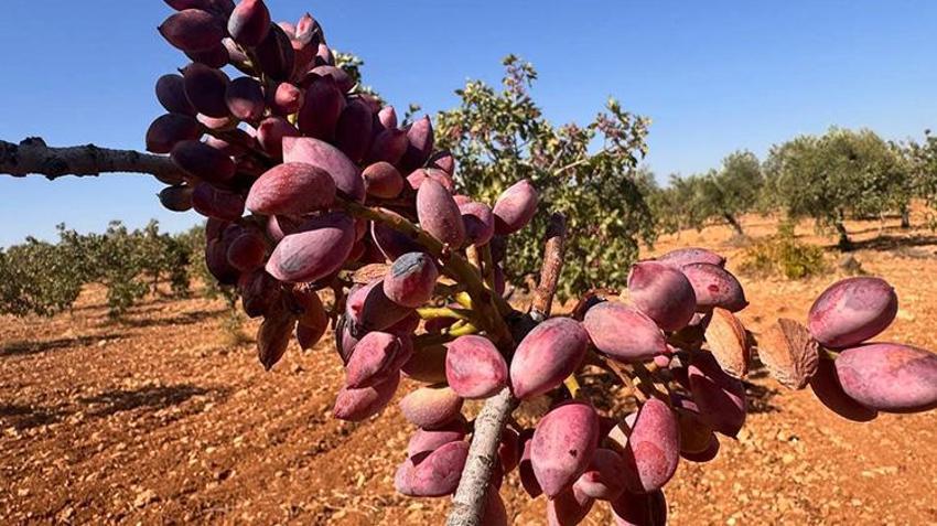 Rekolte düştü, fiyatı yüzde 500 arttı! Kilosu 700 TL'den kapış kapış gidiyor