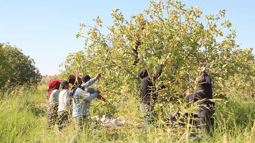 Rekolte düştü, fiyatı yüzde 500 arttı! Kilosu 700 TL'den kapış kapış gidiyor
